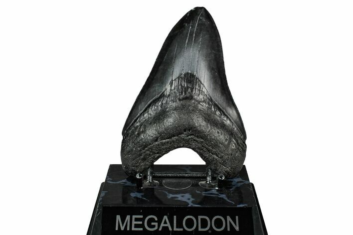 Fossil Megalodon Tooth - South Carolina #345792
